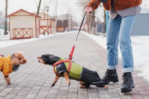 agresja u psa na spacerze